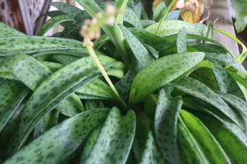 Beautiful Crassula ovata, Jade Plant, Cactus plant, succulent plant in pot in sunlight with nature background. Home decoration and gardening concept. decorative plants. ornamental plants thrive. broad