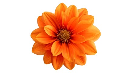 A Globe-flower orange flower isolated on white background