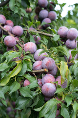 plums on the tree