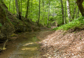 nature park ,spring mood, a walk through the forest on a sunny day