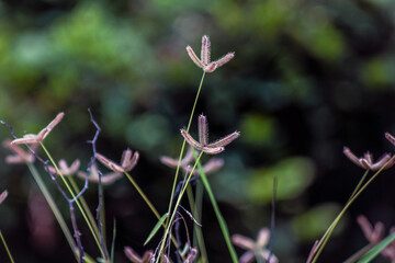 ดอกหญ้า