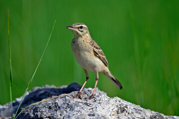 Brachpieper // Tawny Pipit (Anthus campestris) 