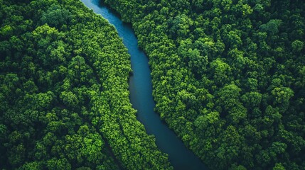 Green forest and river 