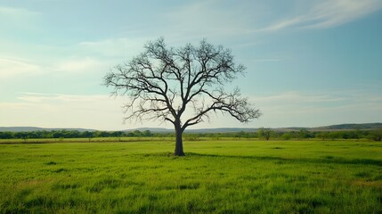 vast_open_field_of_lush_green_grass_stretches__e4e80b38-6d86-40c6-b297-78248d2bd19d_3