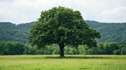 Fototapeta premium Solitary Tree in a Meadow