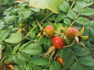 Red ripe rose hips in leaves, macro