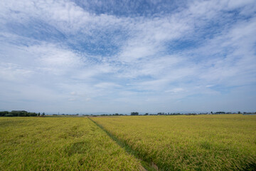 秋空に水平線まで広がる八郎潟干拓地での稲作