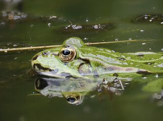 Grünfrosch  (Pelophylax „esculentus“)