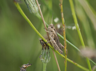 Grashüpfer spec.