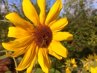 Fototapeta premium A honey bee collects nectar from a large, bright sunflower