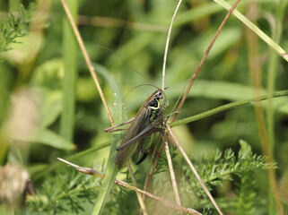 Roesels Beißschrecke (Metrioptera roeselii)