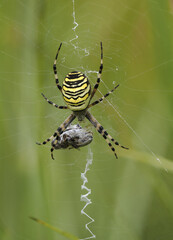 Wespenspinne (Argiope bruennichi)