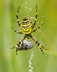 Wespenspinne (Argiope bruennichi)