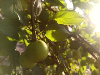 Small apples on an apple tree branch, against the background of the sun