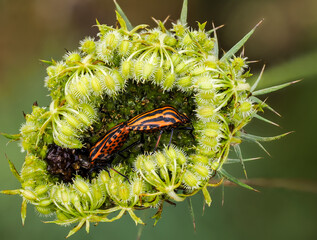 Streifenwanze (Graphosoma italicum) auf Wilder Möhre