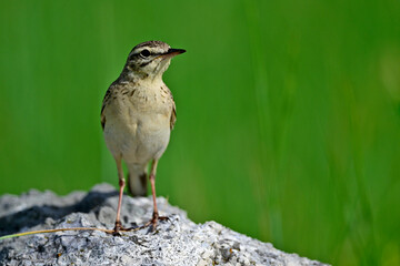 Brachpieper // Tawny Pipit (Anthus campestris) 