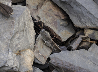 Blaufl&uuml;gelige &Ouml;dlandschrecke (Oedipoda caerulescens)