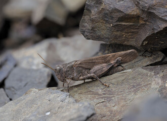 Rotflügelige Ödlandschrecke (Oedipoda germanica)