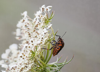 Streifenwanze (Graphosoma italicum) auf Wilder Möhre