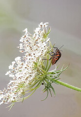Streifenwanze (Graphosoma italicum) auf Wilder Möhre