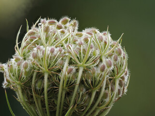 Wilde Möhre (Daucus carota)