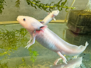 Obraz premium 2匹のウーパールーパー