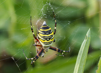 Wespenspinne (Argiope bruennichi)
