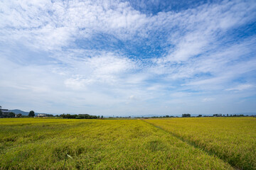 秋空の下の米作り