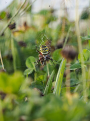 Wespenspinne (Argiope bruennichi)
