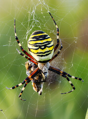 Wespenspinne (Argiope bruennichi)