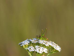 Punktierte Zartschrecke (Leptophyes punctatissima)