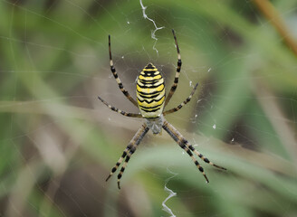 Wespenspinne (Argiope bruennichi)