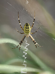 Wespenspinne (Argiope bruennichi)