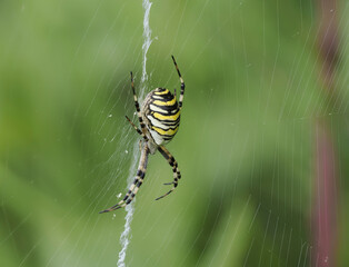 Wespenspinne (Argiope bruennichi)