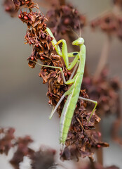 Europäische Gottesanbeterin (Mantis religiosa)