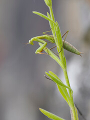 Europäische Gottesanbeterin (Mantis religiosa)