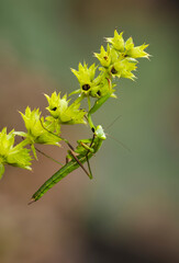 Europäische Gottesanbeterin (Mantis religiosa)