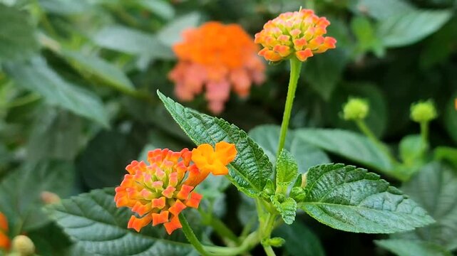 West Indian Lantana, Lantana camara, also known as big-sage, wild-sage, red-sage, white-sage and tickberry. Floral natural background.