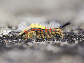 Schlehen-Bürstenspinners (Orgyia antiqua)