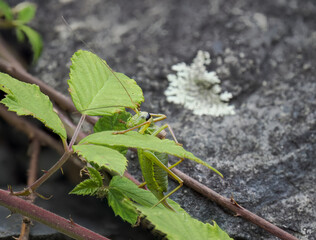 Westliche Steppen-Sattelschrecke (Ephippiger ephippiger)