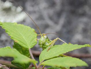 Westliche Steppen-Sattelschrecke (Ephippiger ephippiger)