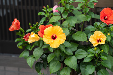 秋の花壇で鮮やかに咲く黄色のハイビスカス