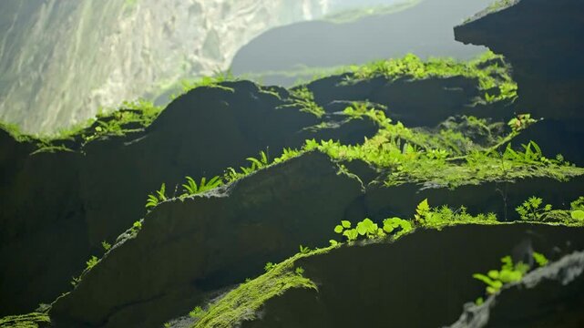 Panning shot across small plants growing in the Hang Son Doong Caves, Vietnam. Prores 4K 422