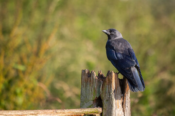 A portrait of a jackdaw, Coloeus monedula, as it perches in the sunshine on a wooden fence post. The muted natural out of focus background has space for copy text