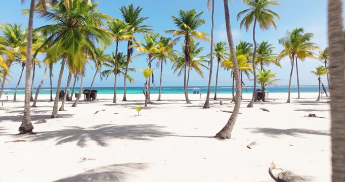 Flying Through Palm Trees On White Sand Beach On Cayo Sombrero, Morrocoy National Park, Venezuela. drone shot