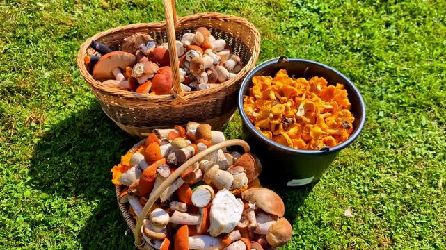 Slow motion view of organic natural mushroom shrooms food produce wild vegetables in basket bucket nature diet vegan vegetarian ingredients cooking picking gathering