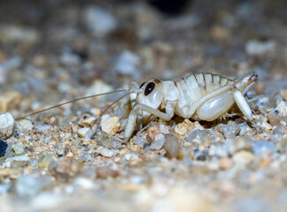 Dünengrille (Schizodactylus salweenensis)