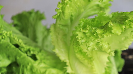 Lettuce that just grows in the green house