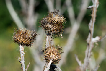 Scottish thistle,.Onopordum acanthium dried flowers closeup selective focus