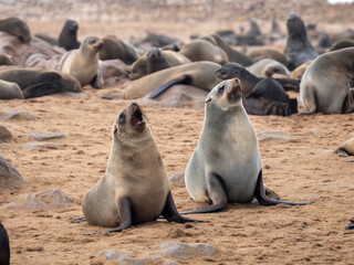 Südafrikanische Seebären (Arctocephalus pusillus)